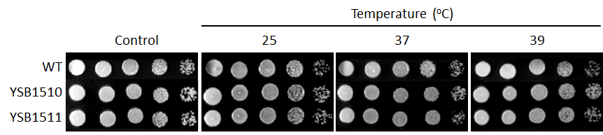 Growth phenotype for CNAG_02296T0