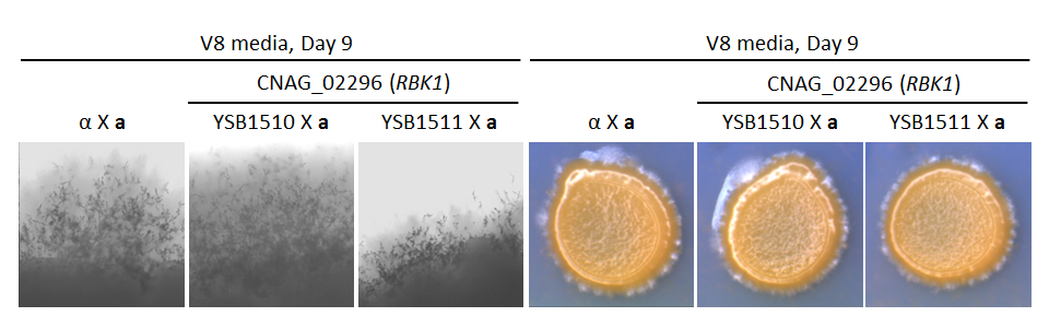 Growth phenotype for CNAG_02296T0
