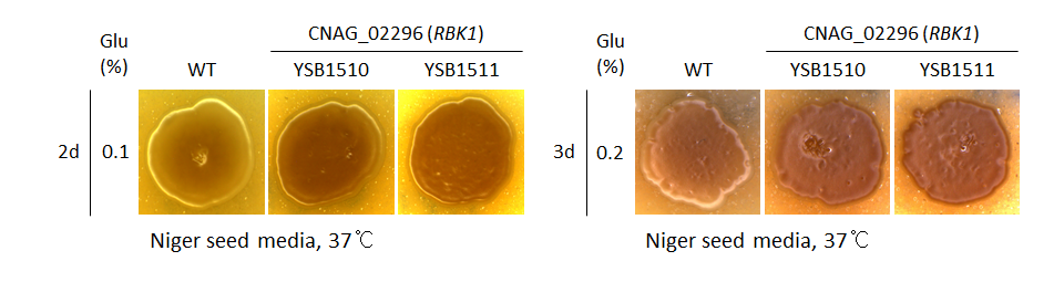 Melanin phenotype for CNAG_02296T0