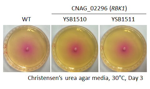 Urease phenotype for CNAG_02296T0