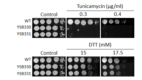 ER stress phenotype for CNAG_02357T0
