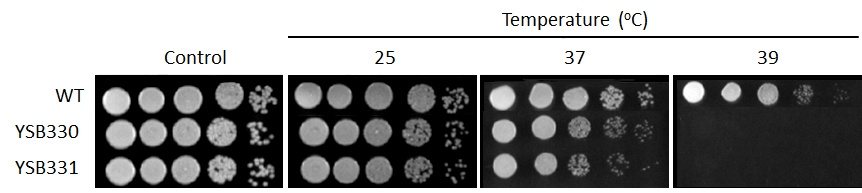 Growth phenotype for CNAG_02357T0