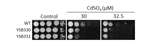Heavy metal stress phenotype for CNAG_02357T0