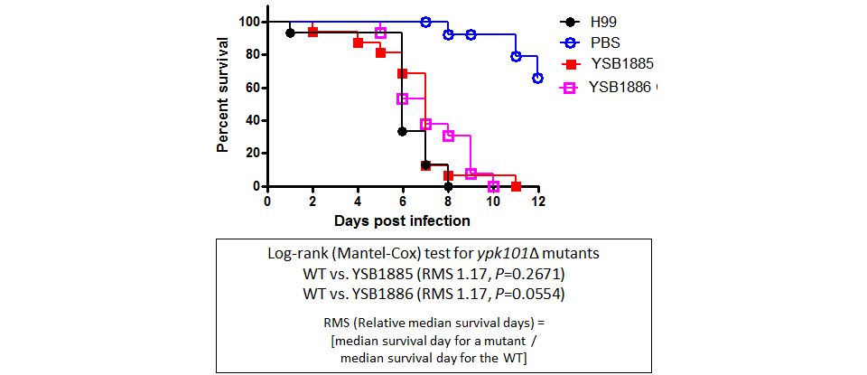 Galleria mellonella virulence data for CNAG_02389T0