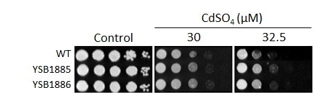 Heavy metal stress phenotype for CNAG_02389T0