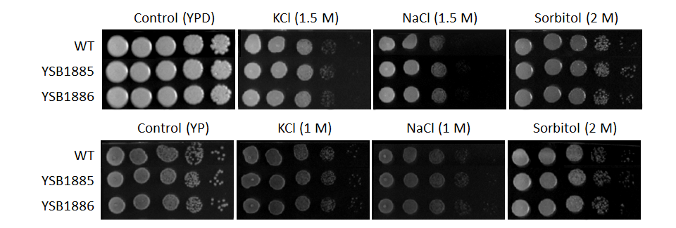 Osmotic stress phenotype for CNAG_02389T0