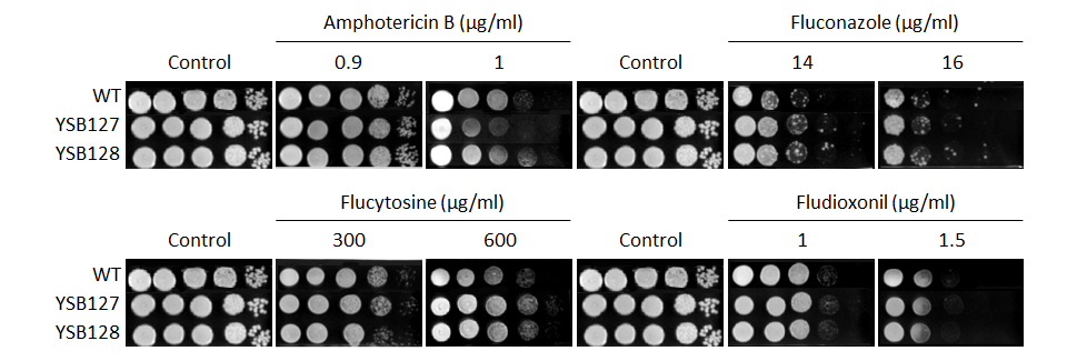 Antifungal drug susceptibility for CNAG_02511T0