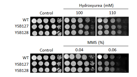 Genotoxic stress phenotype for CNAG_02511T0