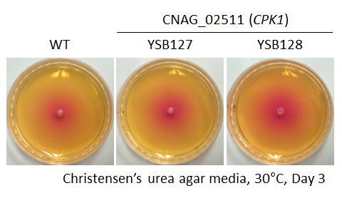 Urease phenotype for CNAG_02511T0