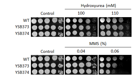 Genotoxic stress phenotype for CNAG_02531T0