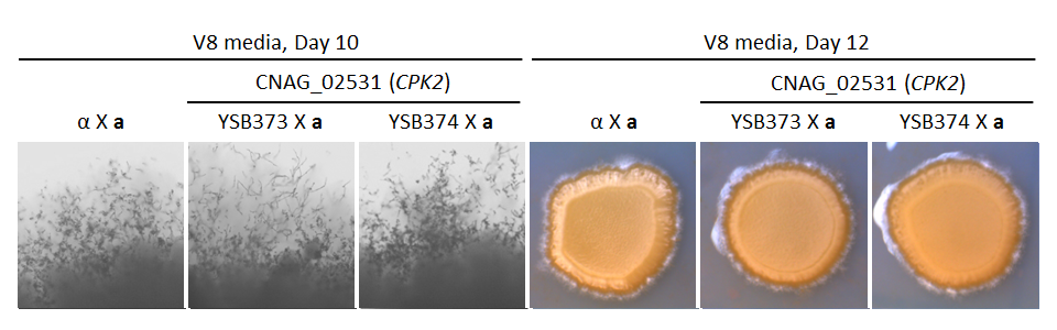 Growth phenotype for CNAG_02531T0