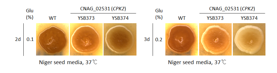 Melanin phenotype for CNAG_02531T0