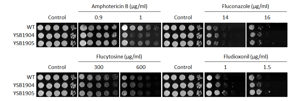 Antifungal drug susceptibility for CNAG_02542T0