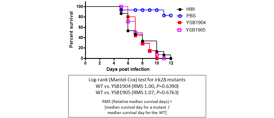 Galleria mellonella virulence data for CNAG_02542T0