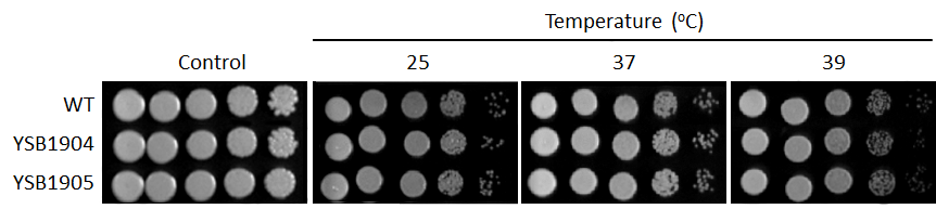 Growth phenotype for CNAG_02542T0