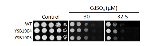 Heavy metal stress phenotype for CNAG_02542T0
