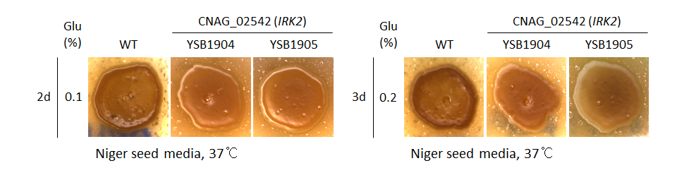 Melanin phenotype for CNAG_02542T0