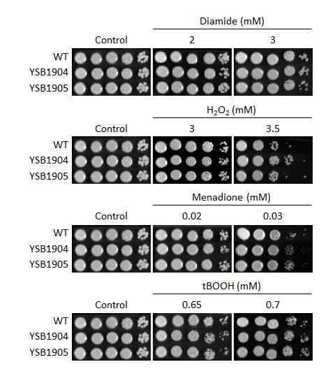 Oxidative stress phenotype for CNAG_02542T0