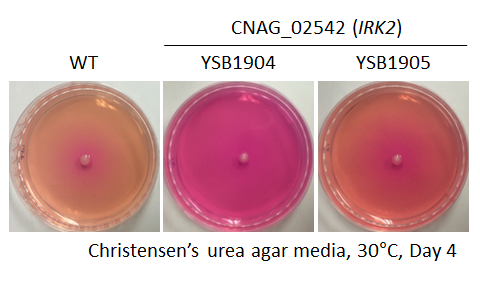 Urease phenotype for CNAG_02542T0