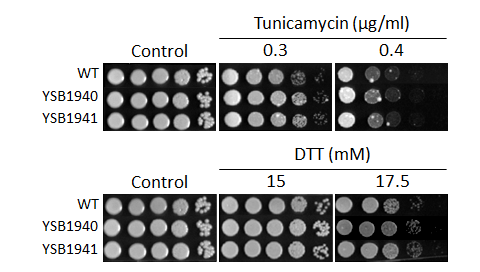 ER stress phenotype for CNAG_02551T0