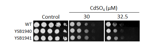Heavy metal stress phenotype for CNAG_02551T0