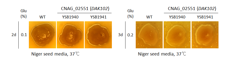 Melanin phenotype for CNAG_02551T0