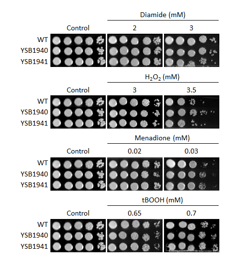Oxidative stress phenotype for CNAG_02551T0