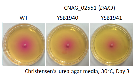 Urease phenotype for CNAG_02551T0