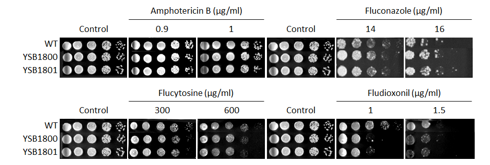 Antifungal drug susceptibility for CNAG_02675T0