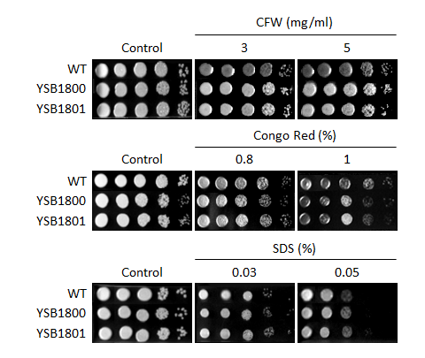 Cell wall stress phenotype for CNAG_02675T0