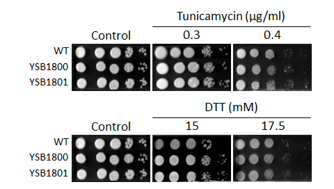 ER stress phenotype for CNAG_02675T0