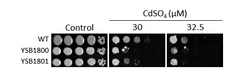 Heavy metal stress phenotype for CNAG_02675T0