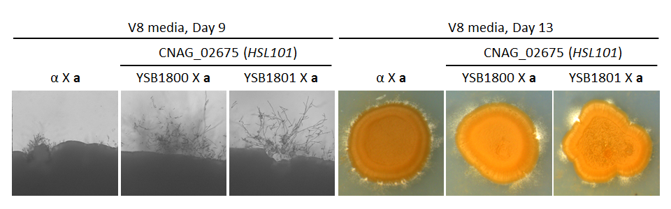Growth phenotype for CNAG_02675T0