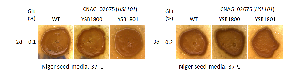 Melanin phenotype for CNAG_02675T0