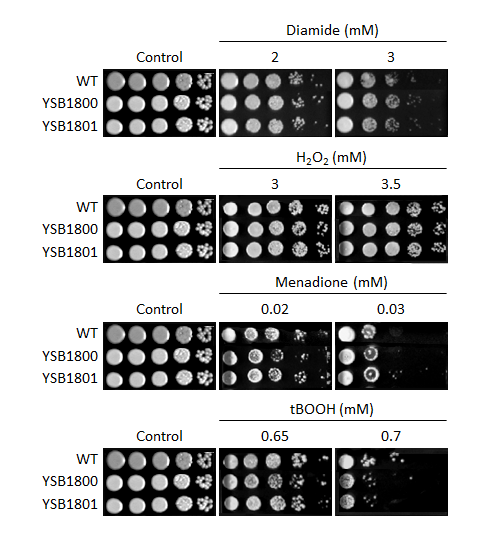 Oxidative stress phenotype for CNAG_02675T0