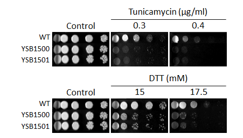ER stress phenotype for CNAG_02680T0