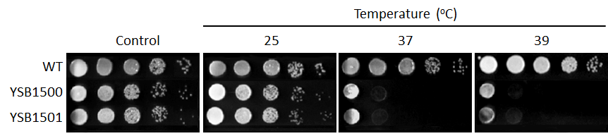 Growth phenotype for CNAG_02680T0