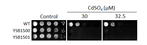 Heavy metal stress phenotype for CNAG_02680T0