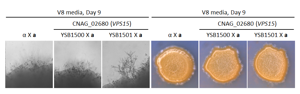 Growth phenotype for CNAG_02680T0