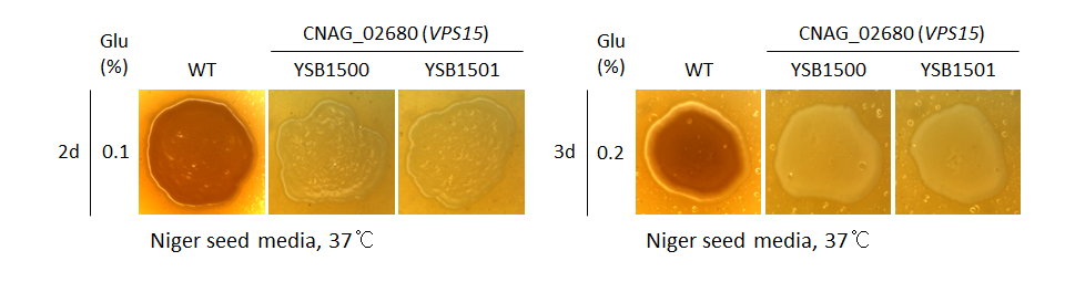 Melanin phenotype for CNAG_02680T0