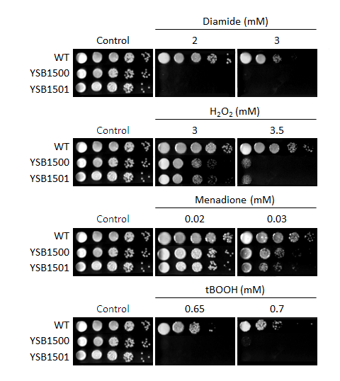 Oxidative stress phenotype for CNAG_02680T0