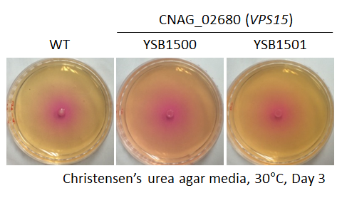 Urease phenotype for CNAG_02680T0