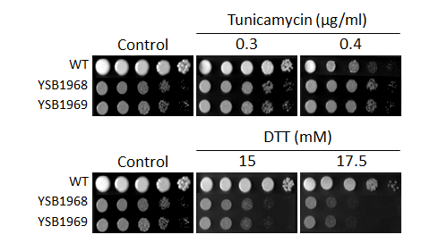 ER stress phenotype for CNAG_02712T0