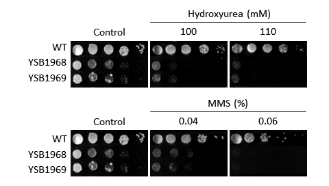 Genotoxic stress phenotype for CNAG_02712T0