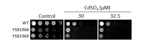 Heavy metal stress phenotype for CNAG_02712T0