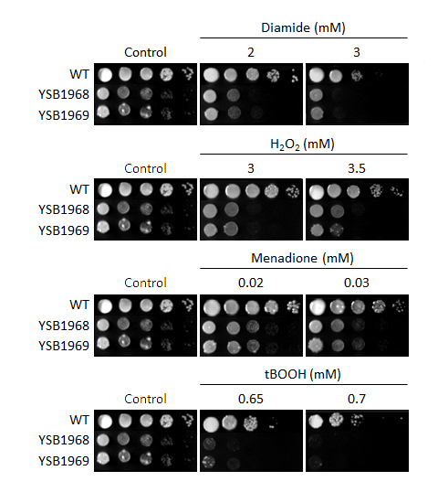 Oxidative stress phenotype for CNAG_02712T0