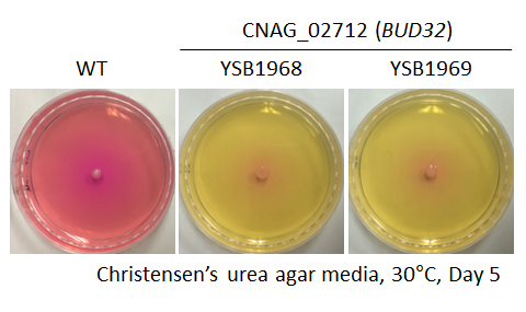 Urease phenotype for CNAG_02712T0