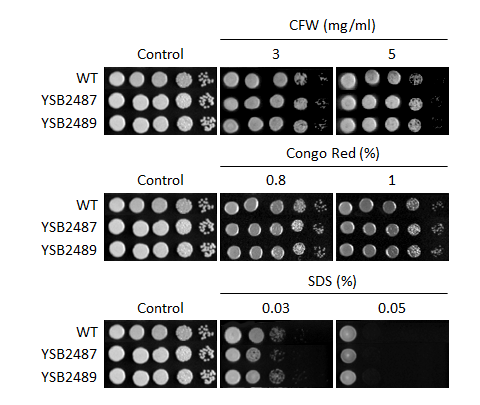 Cell wall stress phenotype for CNAG_02799T0