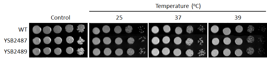 Growth phenotype for CNAG_02799T0