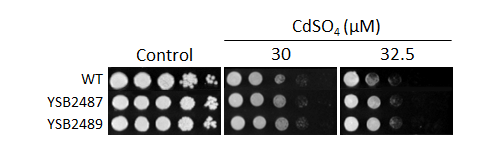 Heavy metal stress phenotype for CNAG_02799T0